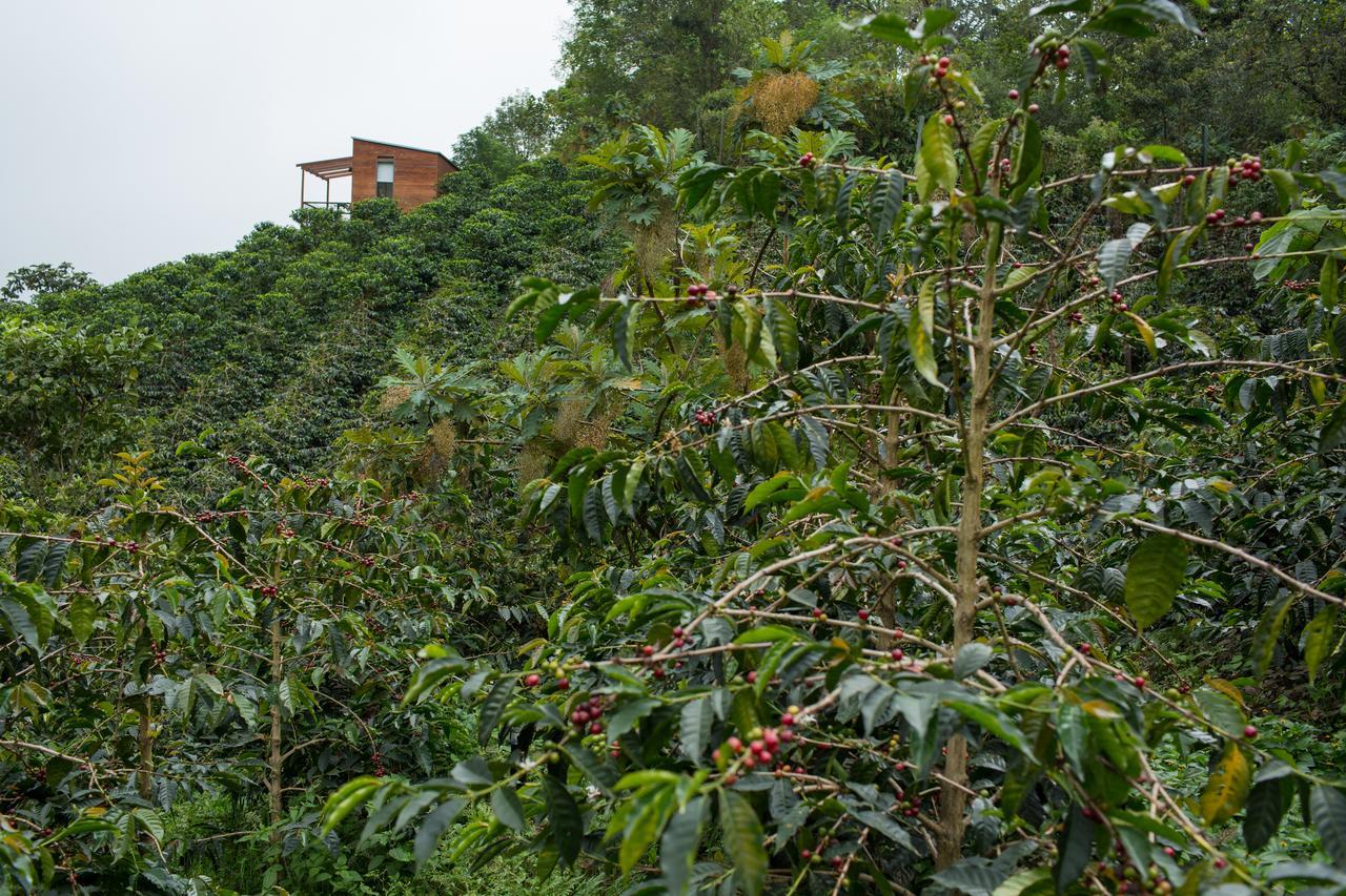 Coffee & Adventure Hotel By La Palma Y El Tucan Zipacon Luaran gambar