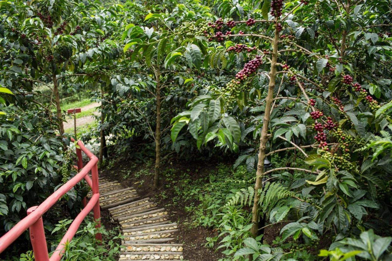 Coffee & Adventure Hotel By La Palma Y El Tucan Zipacon Luaran gambar